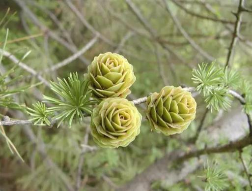 地球上最原始的“活化石”裸子植物，几乎从恐龙时代存活到了现在817 / 作者:忆困血馆闻 / 帖子ID:54192