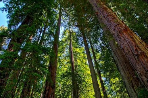 地球上最原始的“活化石”裸子植物，几乎从恐龙时代存活到了现在833 / 作者:忆困血馆闻 / 帖子ID:54192