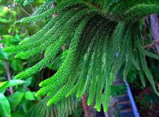 地球上最原始的“活化石”裸子植物，几乎从恐龙时代存活到了现在233 / 作者:忆困血馆闻 / 帖子ID:54192