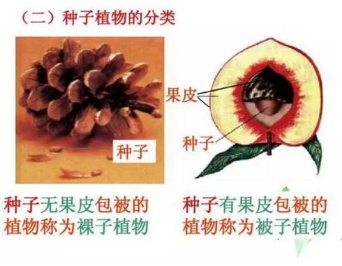 地球上最原始的“活化石”裸子植物，几乎从恐龙时代存活到了现在139 / 作者:忆困血馆闻 / 帖子ID:54192