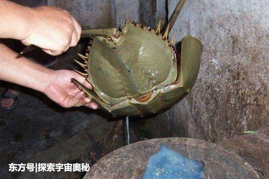 和恐龙同期的蓝血生物，熬过了两次毁灭期，却逃不过人类的毒手281 / 作者:wxj_300 / 帖子ID:54229