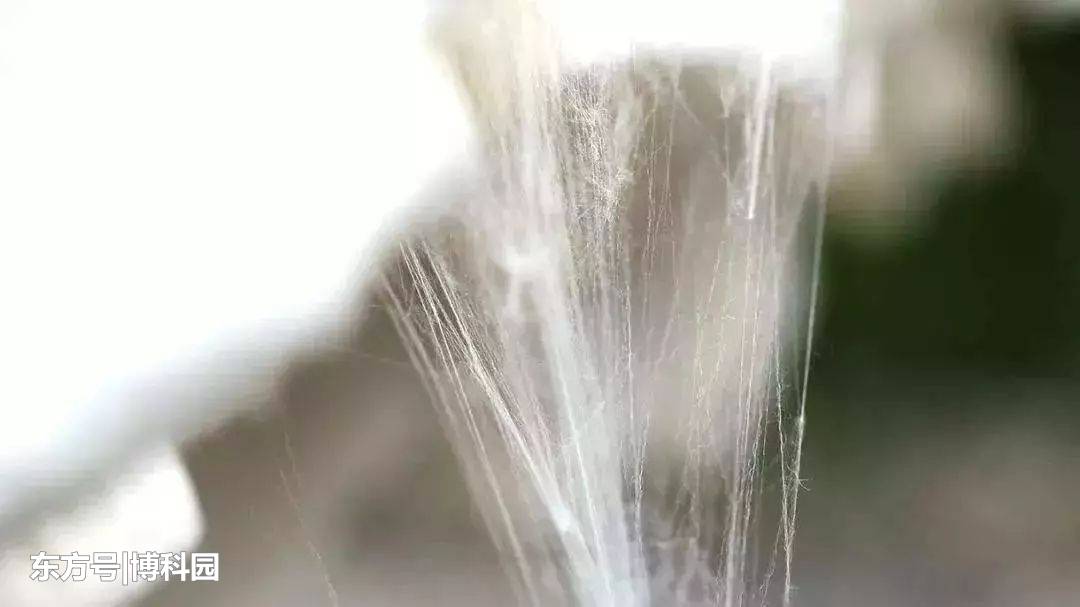 聚合物纤维在低温下会脆化，蚕丝却能够承受零下200度！749 / 作者:dazidan / 帖子ID:54356