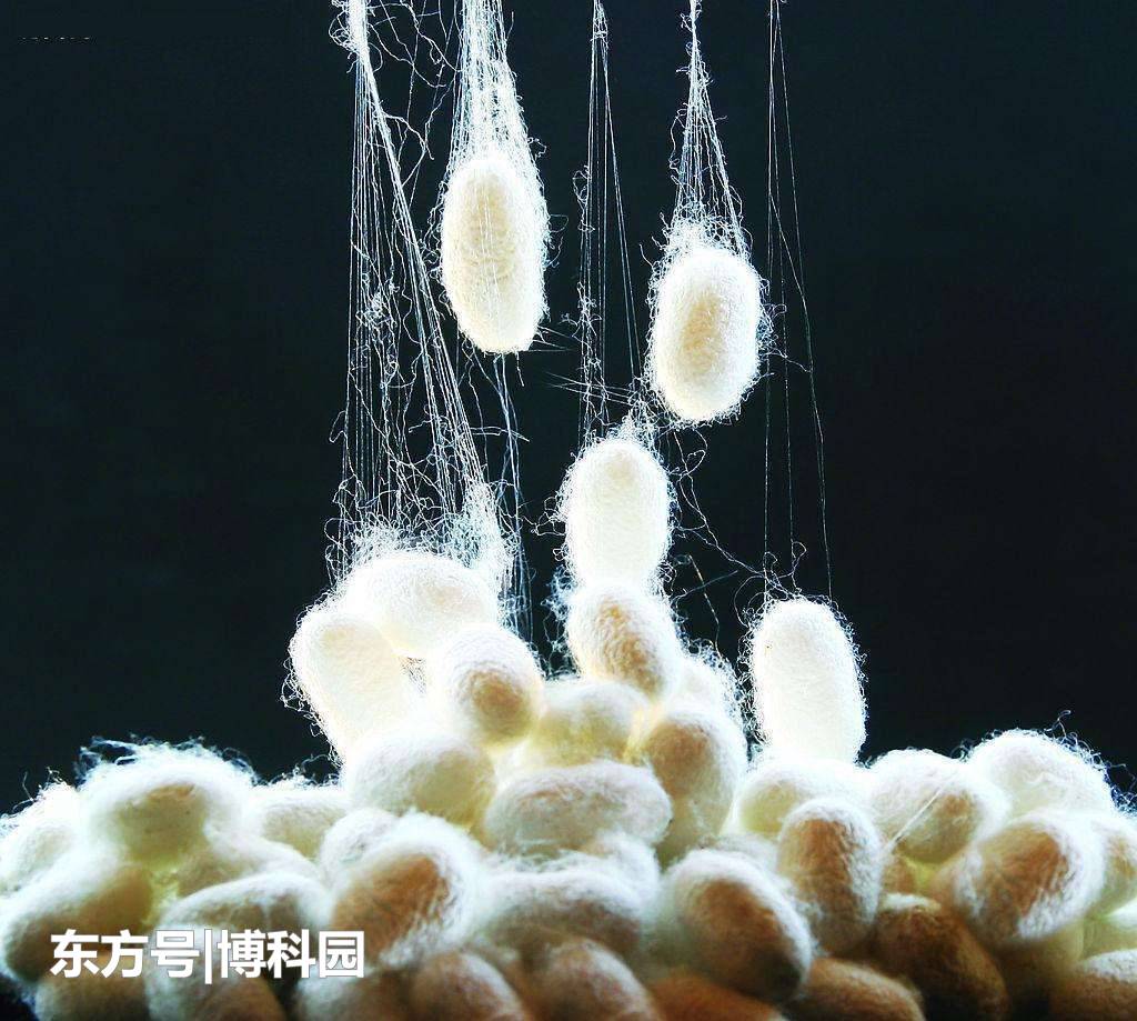 聚合物纤维在低温下会脆化，蚕丝却能够承受零下200度！486 / 作者:dazidan / 帖子ID:54356