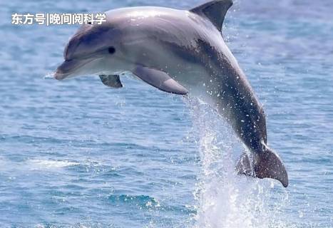 深海中有可能存在大型海洋生物吗？让研究员告诉你答案791 / 作者:胡37 / 帖子ID:54390