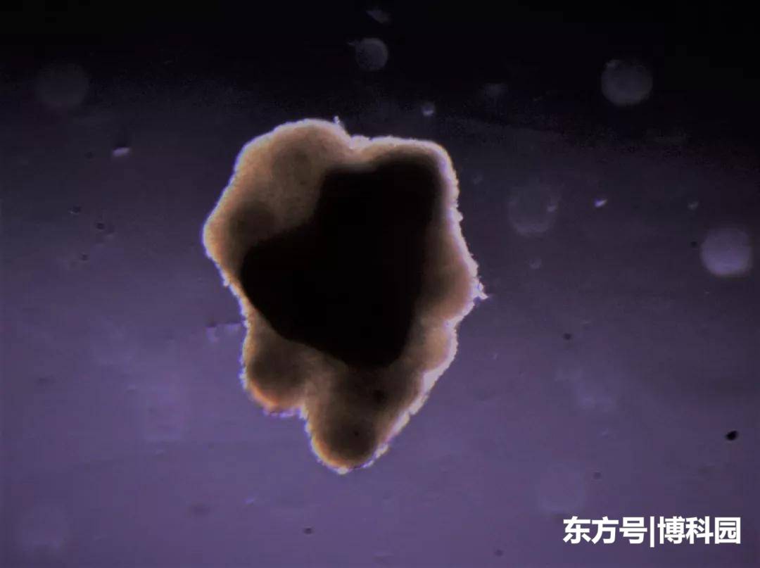 3D打印“太空牛肉”的问世，或将改变地球上的食品生产方式！205 / 作者:wxj_300 / 帖子ID:54524