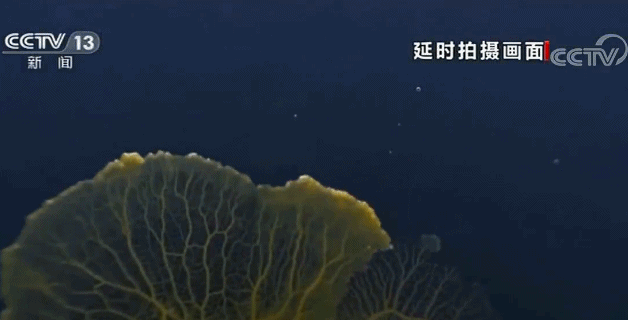 没有嘴巴却能吞噬食物这种“神秘生物”到底是啥？976 / 作者:雨荷424 / 帖子ID:54679
