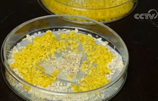 没有嘴巴却能吞噬食物这种“神秘生物”到底是啥？927 / 作者:雨荷424 / 帖子ID:54679