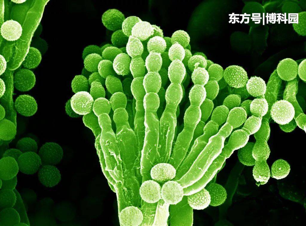 难以消灭的细菌，会导致空间站设备故障，甚至导致宇航员生病！637 / 作者:十二音阶囤 / 帖子ID:54768