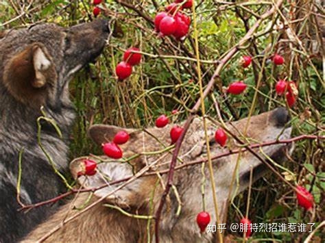 人类会不会吃人类？为什么？167 / 作者:便宜老鼠药沼 / 帖子ID:54866