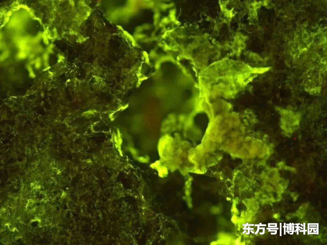 你同不同意？把地球的细菌，送往火星去建立基地！而且可行吗？686 / 作者:123457010 / 帖子ID:54903