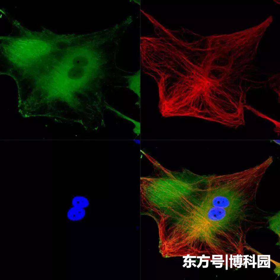 福音！开发出高速成像法，将为生物和医学，带来更快的三维成像！368 / 作者:zhoujingli / 帖子ID:54909