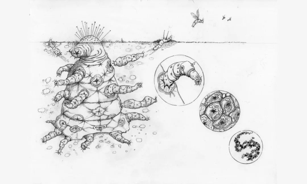 外星生物到底能长成啥样呢？707 / 作者:GRcSXZPy / 帖子ID:54963