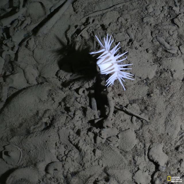 如果外星人存在于我们的太阳系，它们可能长这样892 / 作者:bigocean / 帖子ID:55033