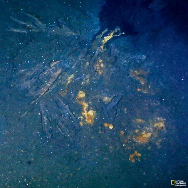 如果外星人存在于我们的太阳系，它们可能长这样639 / 作者:bigocean / 帖子ID:55033
