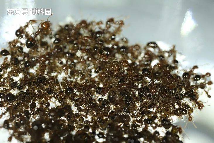 研究发现：火蚁救生筏，会随着流体力的变化，而做出不同反应！721 / 作者:volcanooo / 帖子ID:55050
