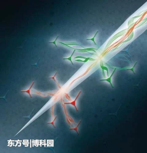 全球首个植入式磁共振探测器诞生！插入大脑拍摄神经元也不在话下742 / 作者:NEkYTdbZ / 帖子ID:55051