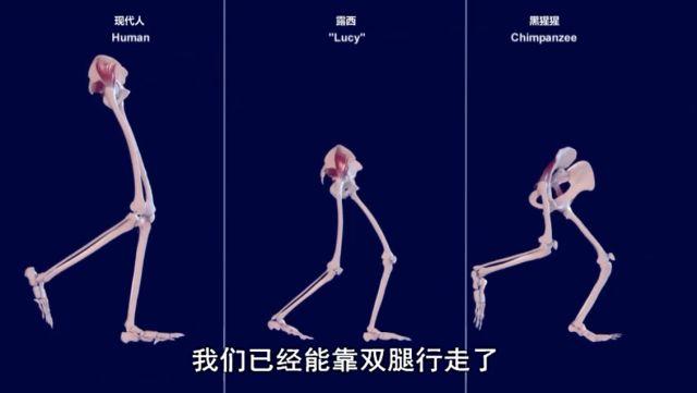 人类是单地起源，还是多地起源？356 / 作者:renew / 帖子ID:55056