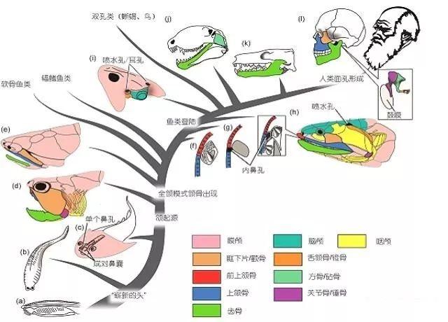 为何说人类起源于地球而不是外太空？证据有哪些？13 / 作者:Deville / 帖子ID:55223