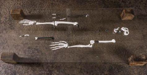 人类起源不是非洲，科学家发现1200万年前人类祖先已学会直立行走2 / 作者:马宝清马宝清 / 帖子ID:55295