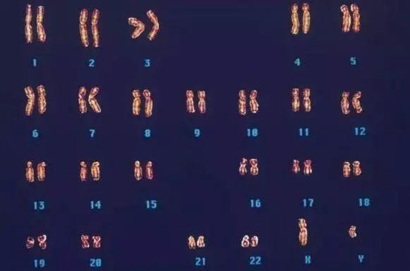 人类在过去的600万年里，丢失了一对染色体，是外星人的杰作吗？100 / 作者:123457025 / 帖子ID:55418