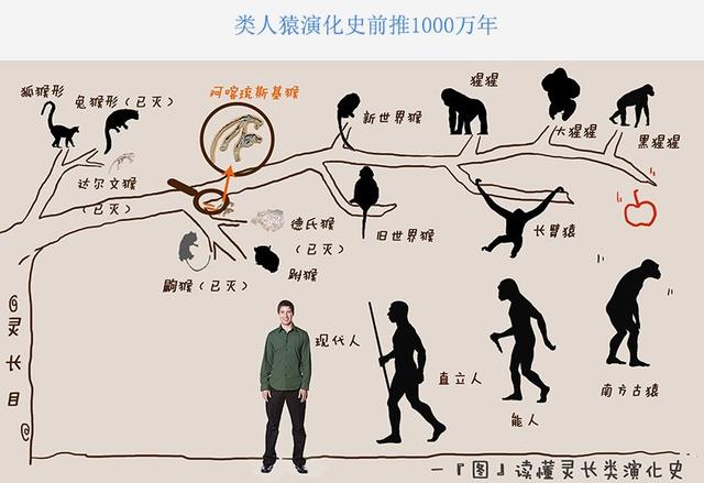人类起源于非洲是如何论证的？DNA检测的数据称为不可推翻的依据699 / 作者:又见阿凡提彻 / 帖子ID:55521