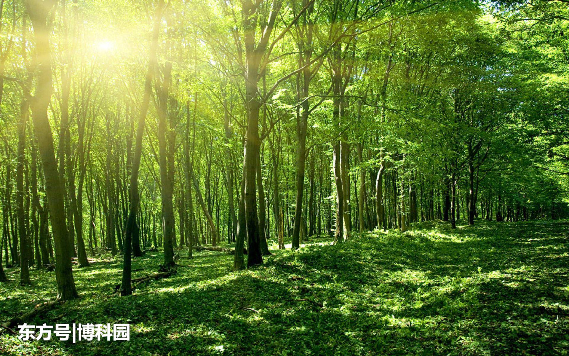 地球的氧气从何而来？氧气上升到今天的水平，实际上是相当困难的336 / 作者:daomei / 帖子ID:55591