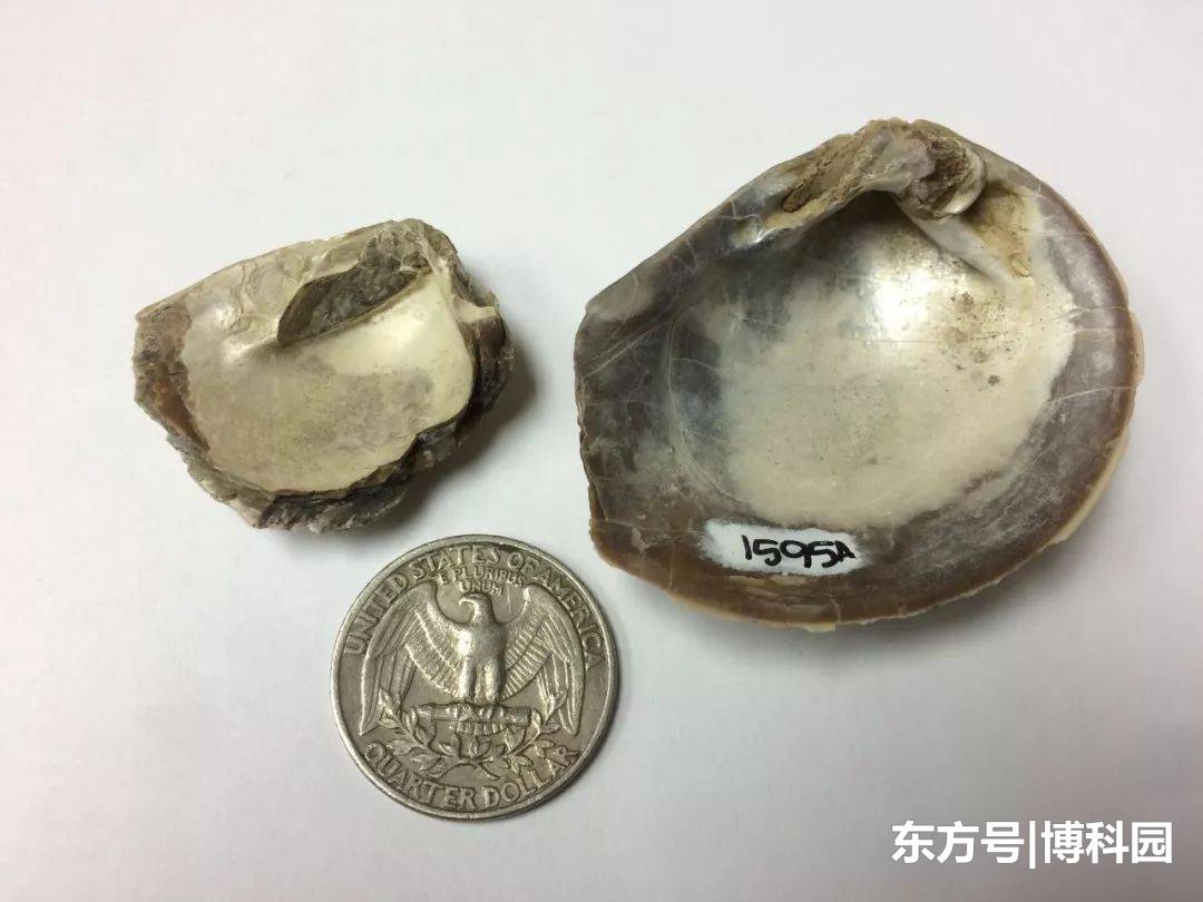 持续近100万年的火山喷发，再来颗小行星撞击，恐龙不灭绝才怪615 / 作者:forregistuse / 帖子ID:55654