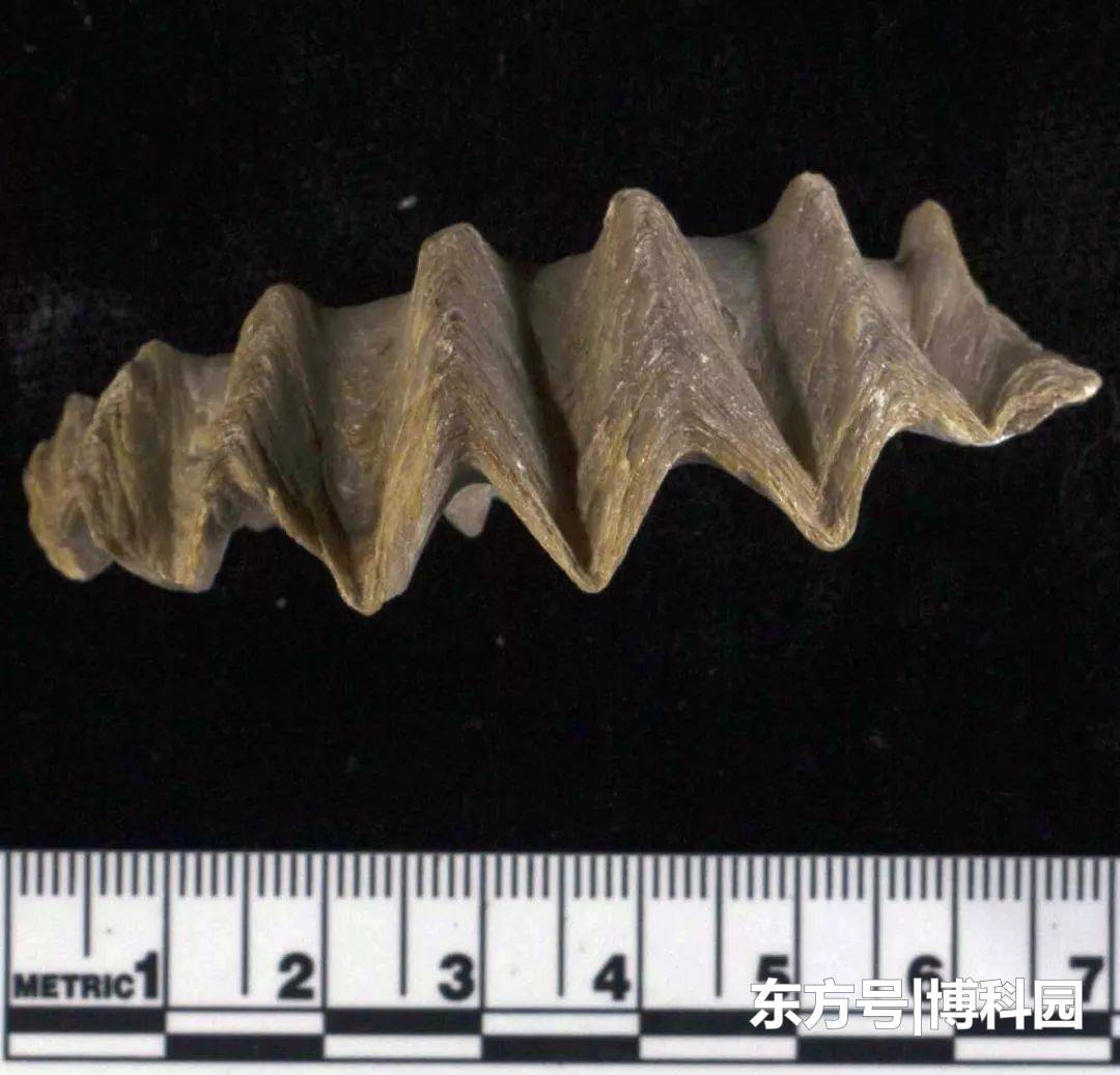 持续近100万年的火山喷发，再来颗小行星撞击，恐龙不灭绝才怪691 / 作者:forregistuse / 帖子ID:55654