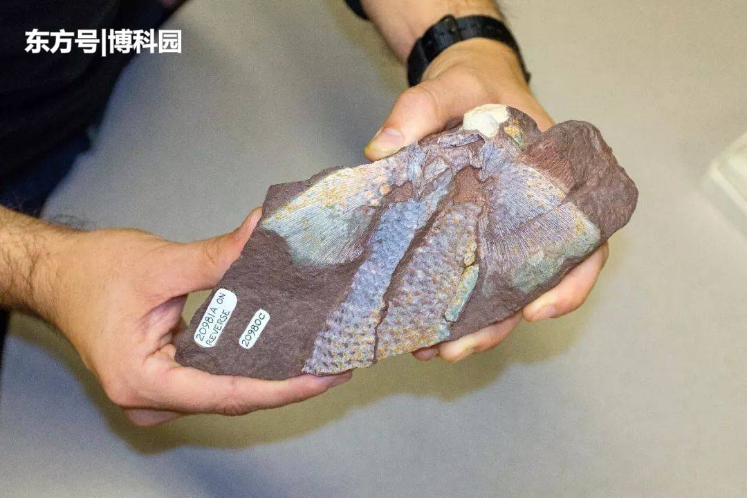 鱼鳍是怎么进化成四肢的？3.75亿年前的鱼类化石揭开了答案！691 / 作者:穿雨捶 / 帖子ID:55942