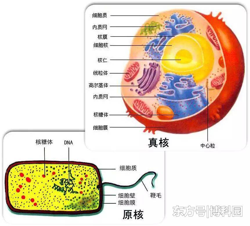 生物进化史上，最重要的进化之一，是20亿年前真核生物出现了！236 / 作者:gating / 帖子ID:55943