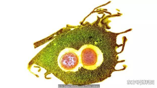 生物进化史上，最重要的进化之一，是20亿年前真核生物出现了！565 / 作者:gating / 帖子ID:55943