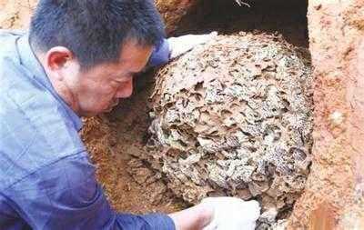 恐怖的白蚁：强悍的繁殖能力、强悍的破坏能力785 / 作者:UFO来啦 / 帖子ID:63785