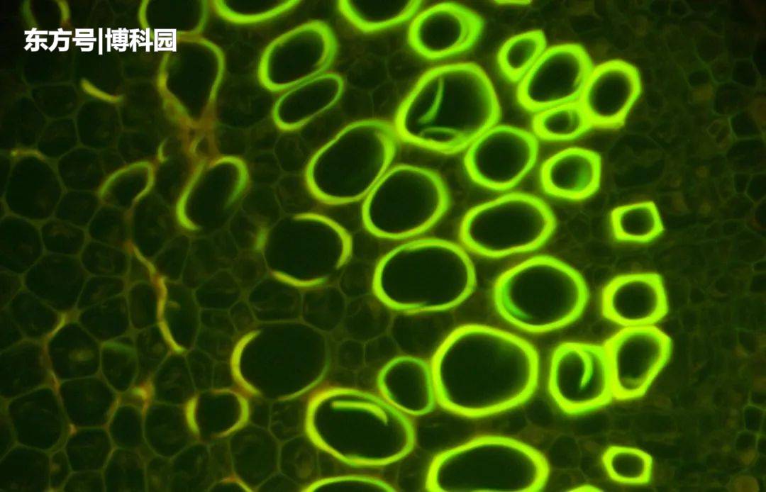 外星人可能与地球生命非常不同，以至于认不出任何生物特征？936 / 作者:瑞星卡卡卡卫 / 帖子ID:55967