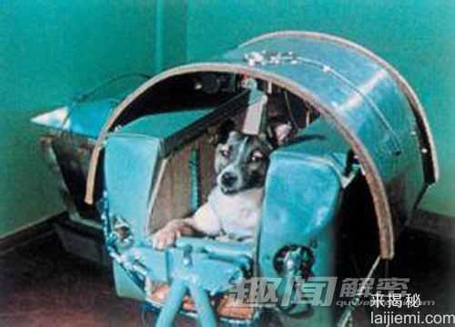 飞向太空的动物宇航员：太空狗被吓死1 / 作者:UFO来啦 / 帖子ID:66163