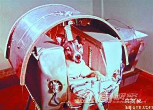 飞向太空的动物宇航员：太空狗被吓死346 / 作者:UFO来啦 / 帖子ID:66163