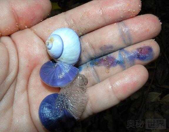 奇特蜗牛自制气泡筏在海中冲浪968 / 作者:UFO来啦 / 帖子ID:63455