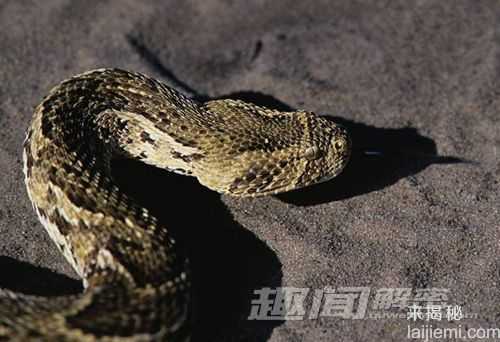 世界8大最毒的蛇 非洲死神黑曼巴蛇居首562 / 作者:UFO来啦 / 帖子ID:61614