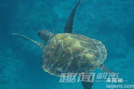 存活上亿年-揭开神秘海洋动物长寿之谜777 / 作者:UFO来啦 / 帖子ID:63514