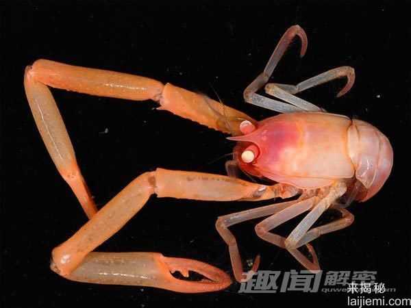 探秘深海峡谷中的“外星生物”731 / 作者:UFO来啦 / 帖子ID:60962