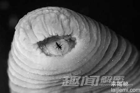 盘点：人类发现的十大奇特新物种808 / 作者:UFO来啦 / 帖子ID:65213