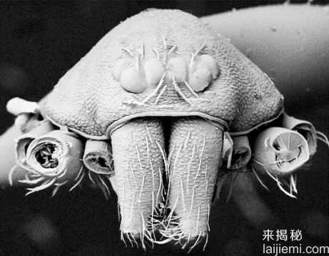 世上最怪异的动物：幽灵鲨和“吸血鬼”961 / 作者:UFO来啦 / 帖子ID:61349