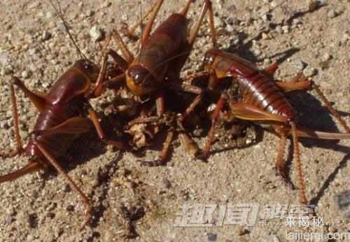 揭秘：动物界十大残酷伦理“血案”120 / 作者:UFO来啦 / 帖子ID:64028