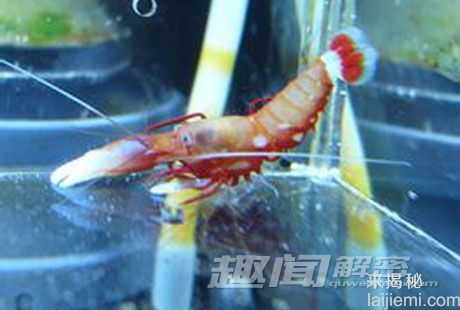 奇葩动物集锦，你绝对没见过！675 / 作者:UFO来啦 / 帖子ID:63462