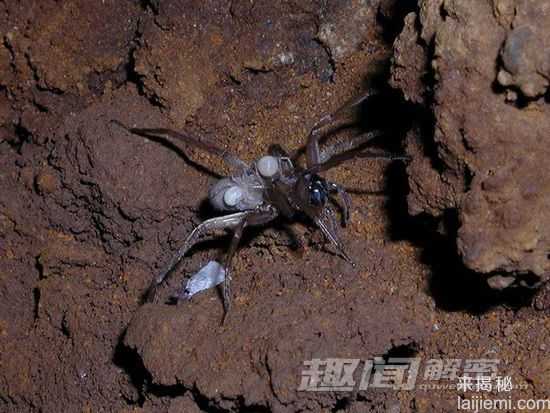 11种奇特的盲动物：盲螯虾寿命超176年892 / 作者:UFO来啦 / 帖子ID:61110