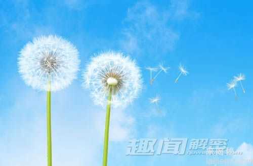 揭植物会动的秘密 仙人掌竟会随风“走动”？142 / 作者:UFO来啦 / 帖子ID:63933
