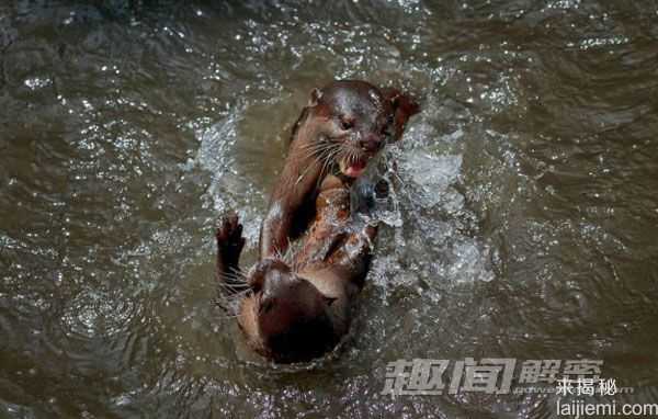 摄影师抓拍：水獭领地争夺拳击战！137 / 作者:UFO来啦 / 帖子ID:64053