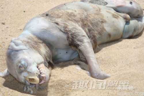 盘点世界上那些奇特的海滩怪兽(图)272 / 作者:UFO来啦 / 帖子ID:65053
