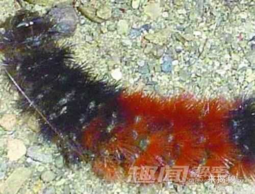 全球六种&amp;quot;极端生命&amp;quot;：巨菇已经8650岁1000 / 作者:UFO来啦 / 帖子ID:62204