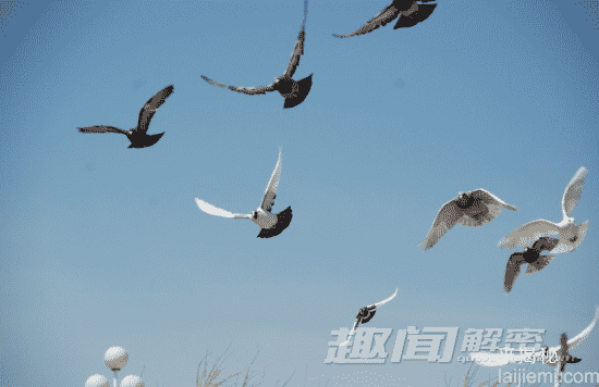 动物界的十大奇闻：大象记忆能力超群59 / 作者:UFO来啦 / 帖子ID:62442