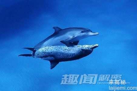 难以置信的动物世界：雪貂不交配会死813 / 作者:UFO来啦 / 帖子ID:66080